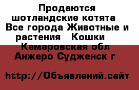 Продаются шотландские котята - Все города Животные и растения » Кошки   . Кемеровская обл.,Анжеро-Судженск г.